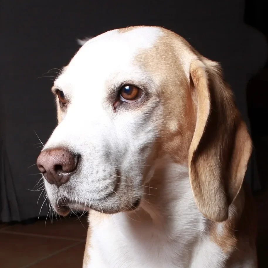 Beagle