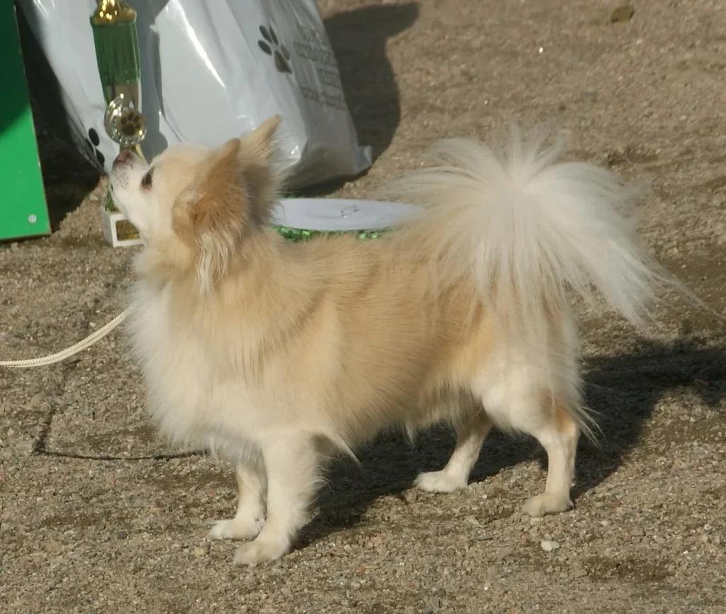 Chihuahua