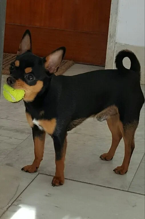 Chihuahua