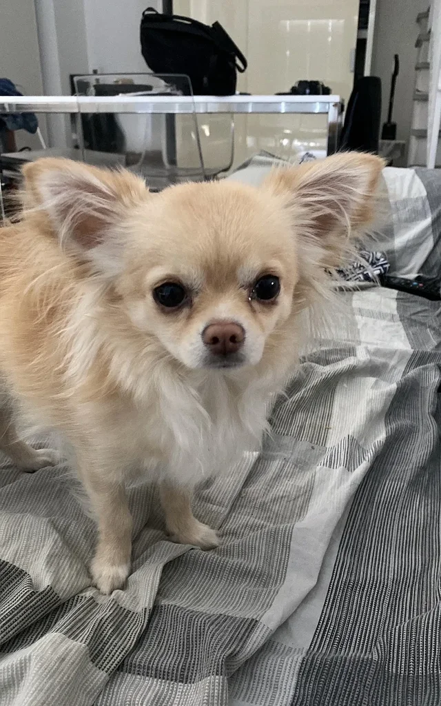 Chihuahua