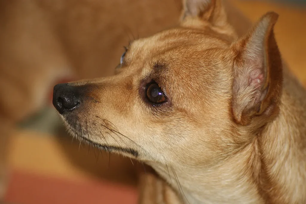 Chihuahua