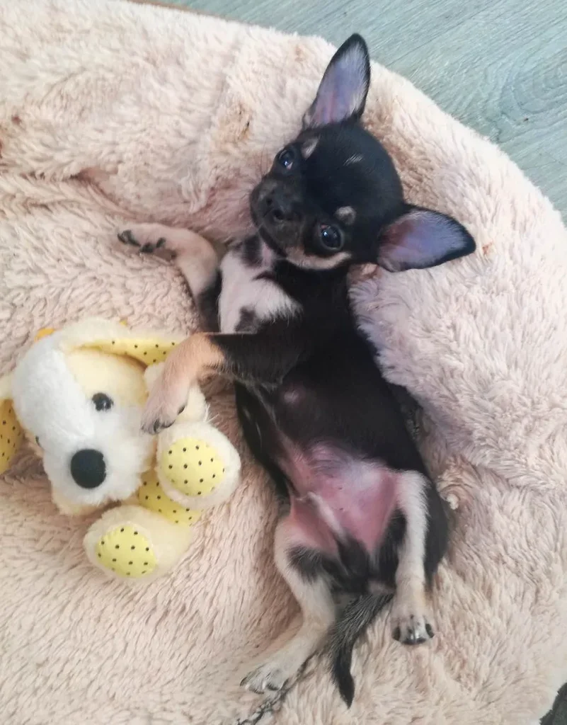 Chihuahua