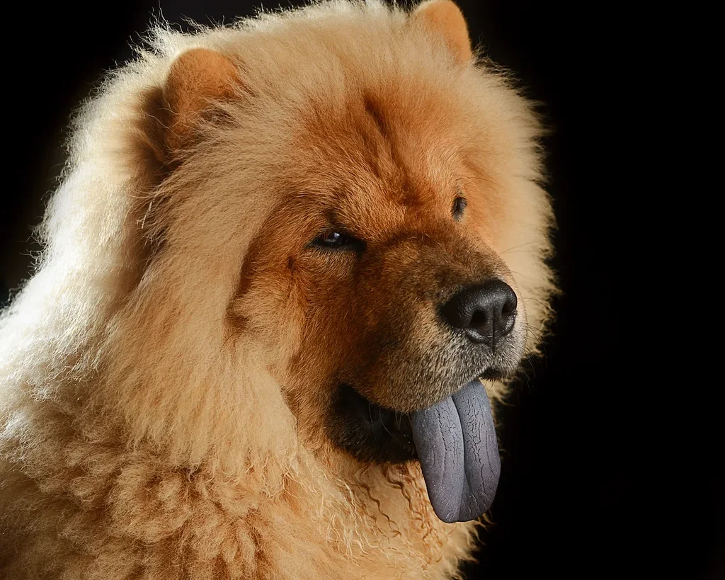 Chow Chow