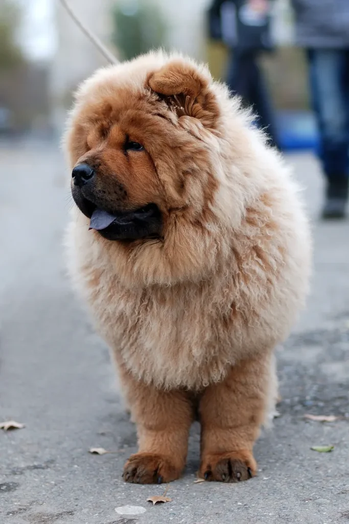 Chow Chow