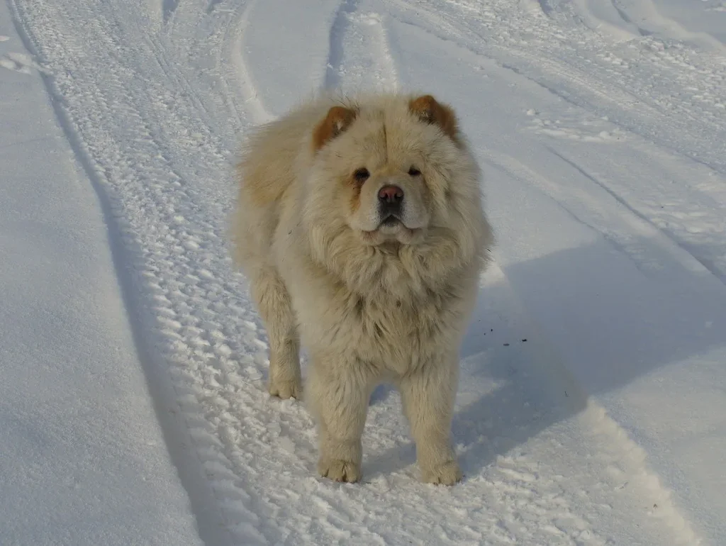Chow Chow