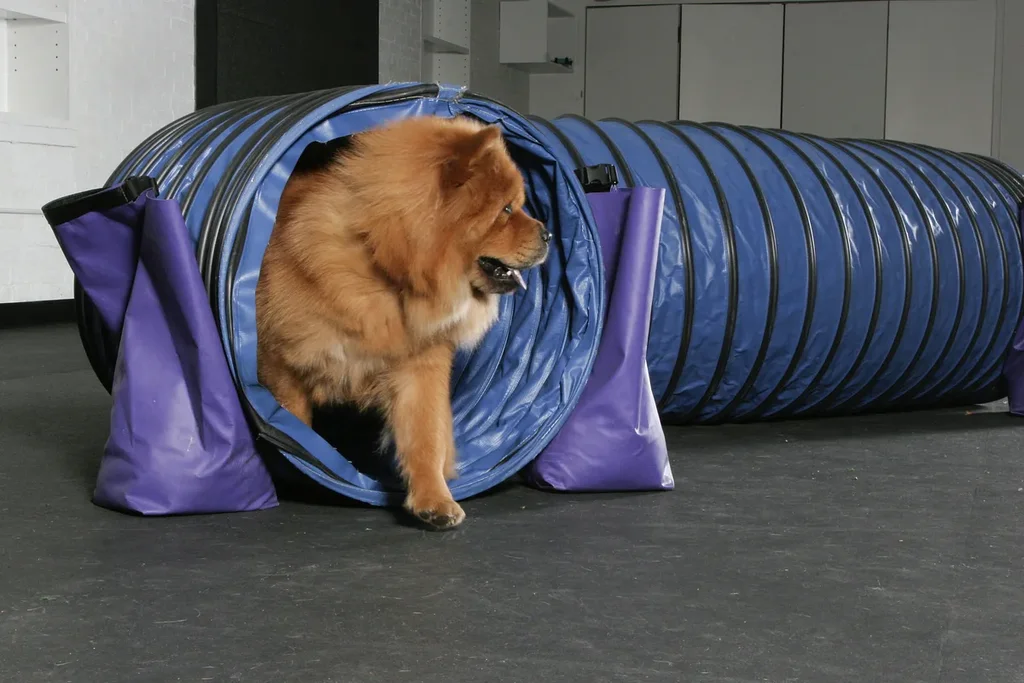 Chow Chow