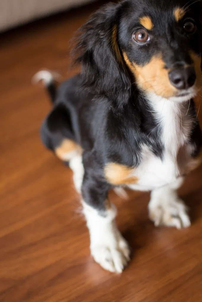 Dachshund