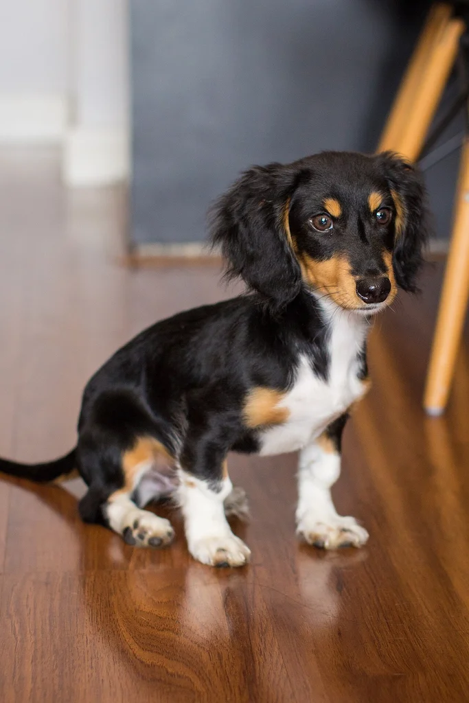 Dachshund