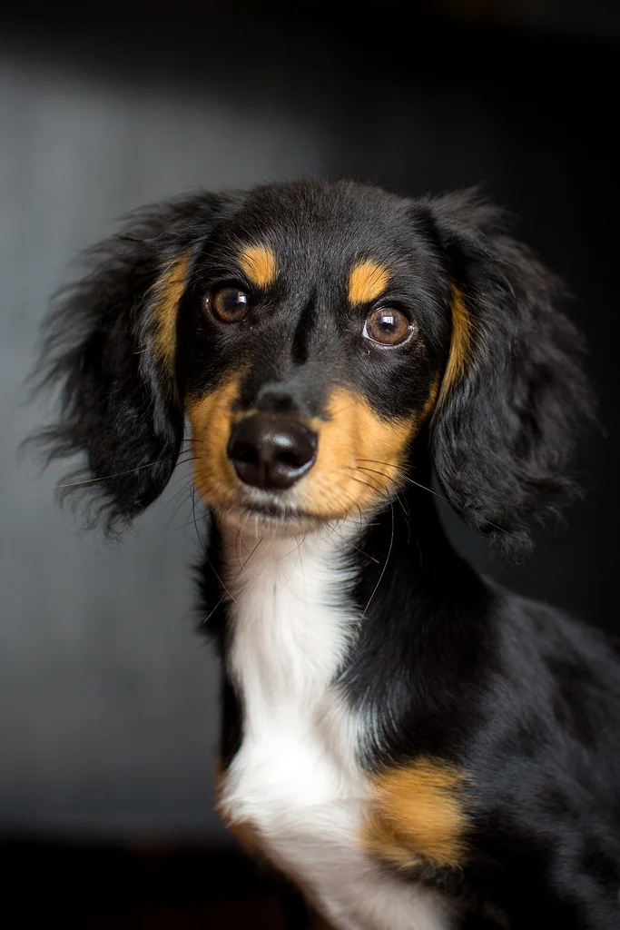 Dachshund