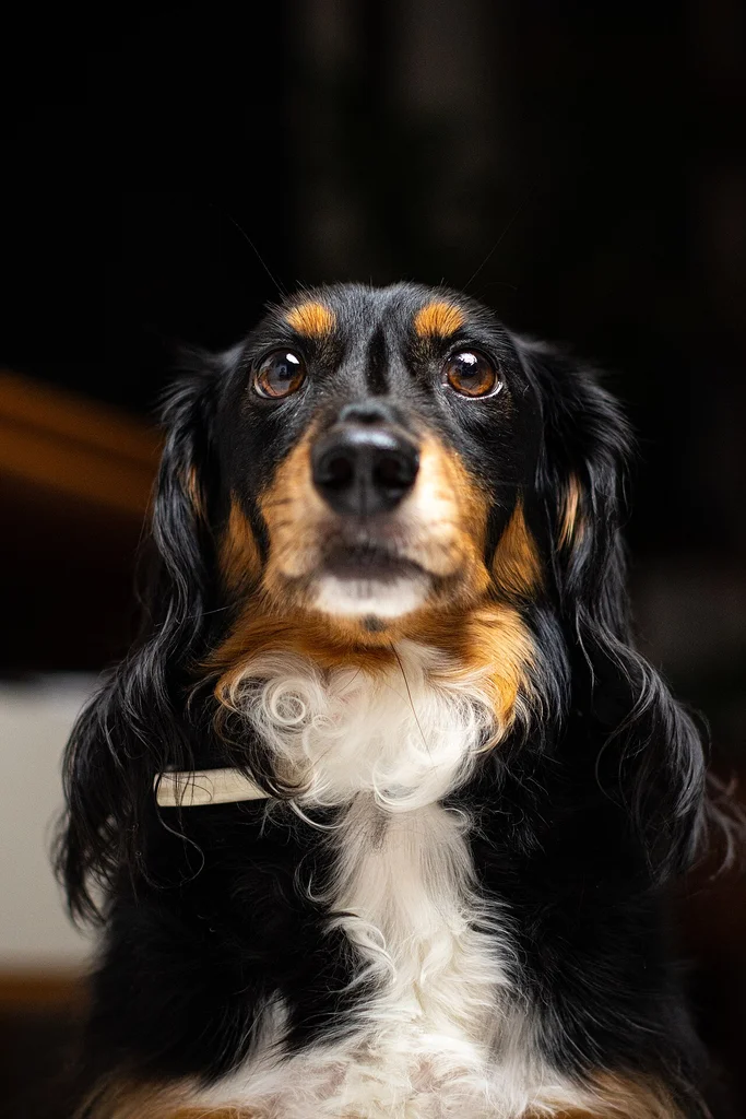 Dachshund