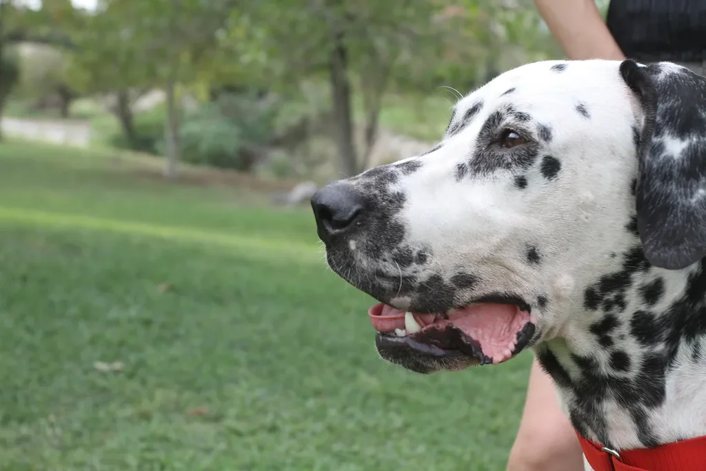 Dalmatian