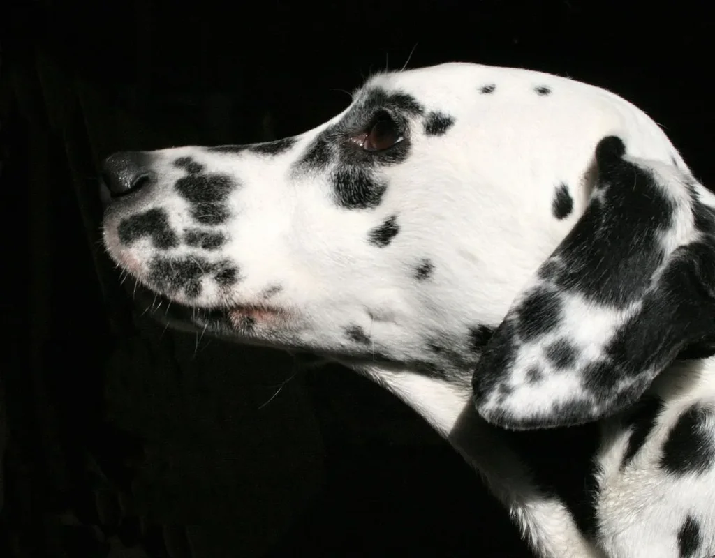 Dalmatian