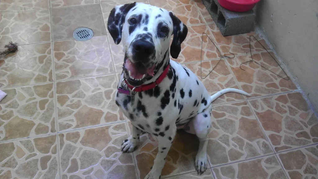 Dalmatian