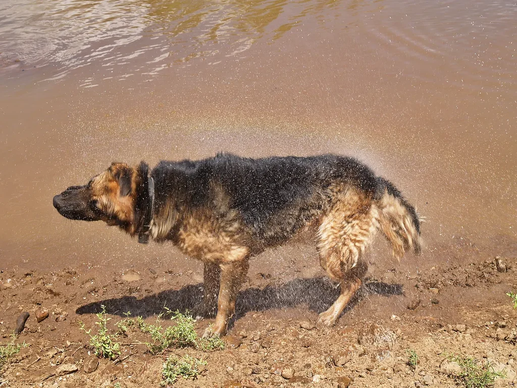 German Shepherd