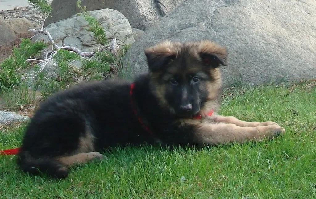 German Shepherd