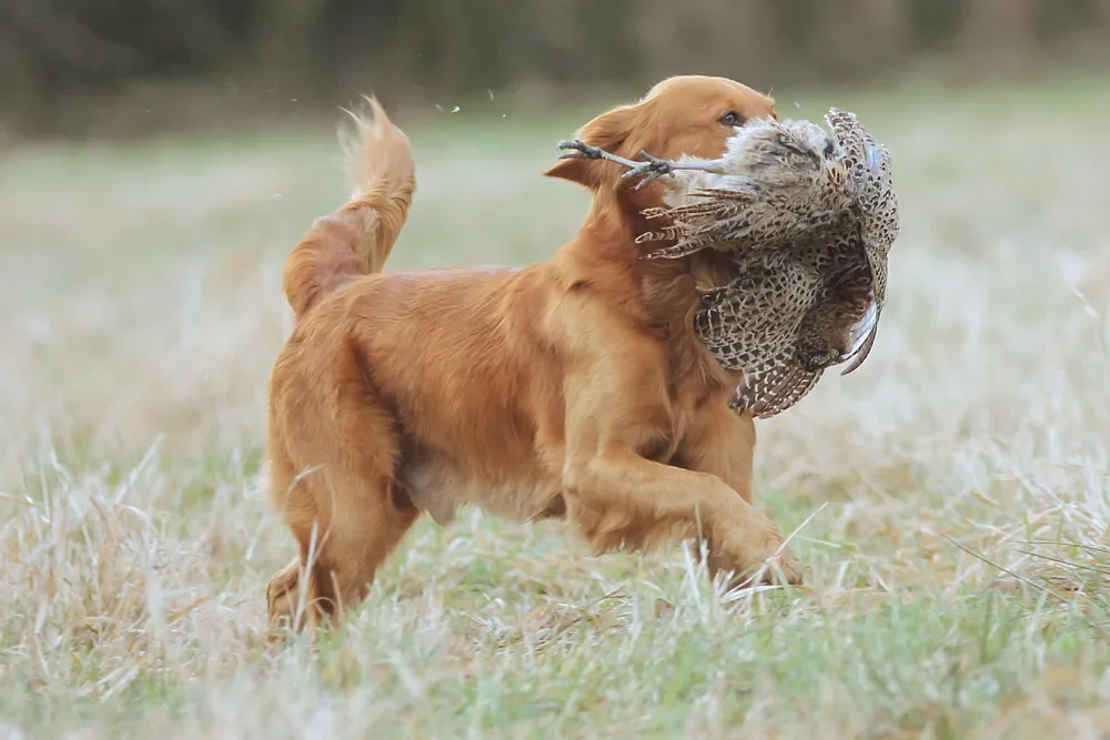 Golden Retriever