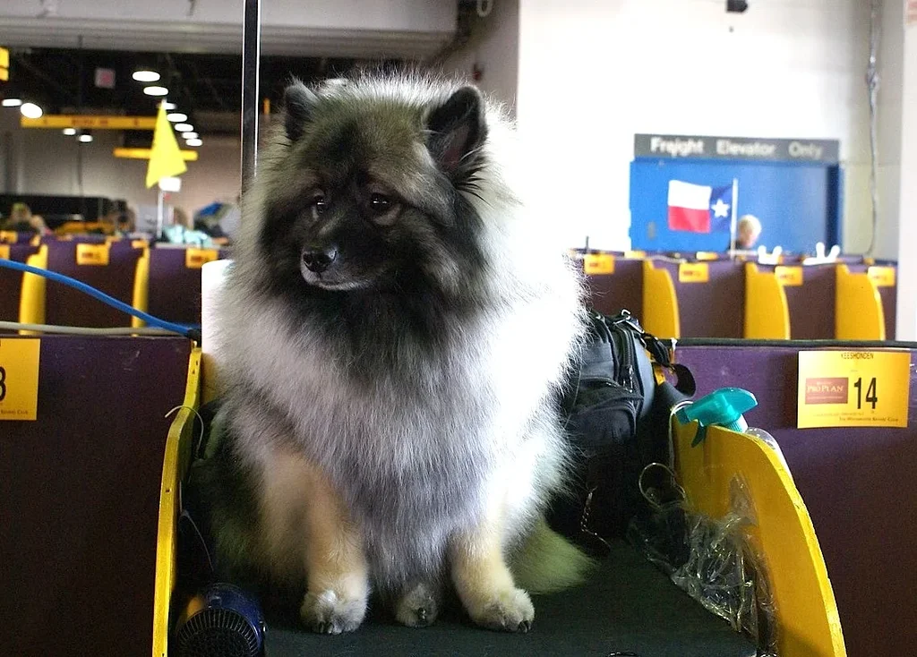 Keeshond