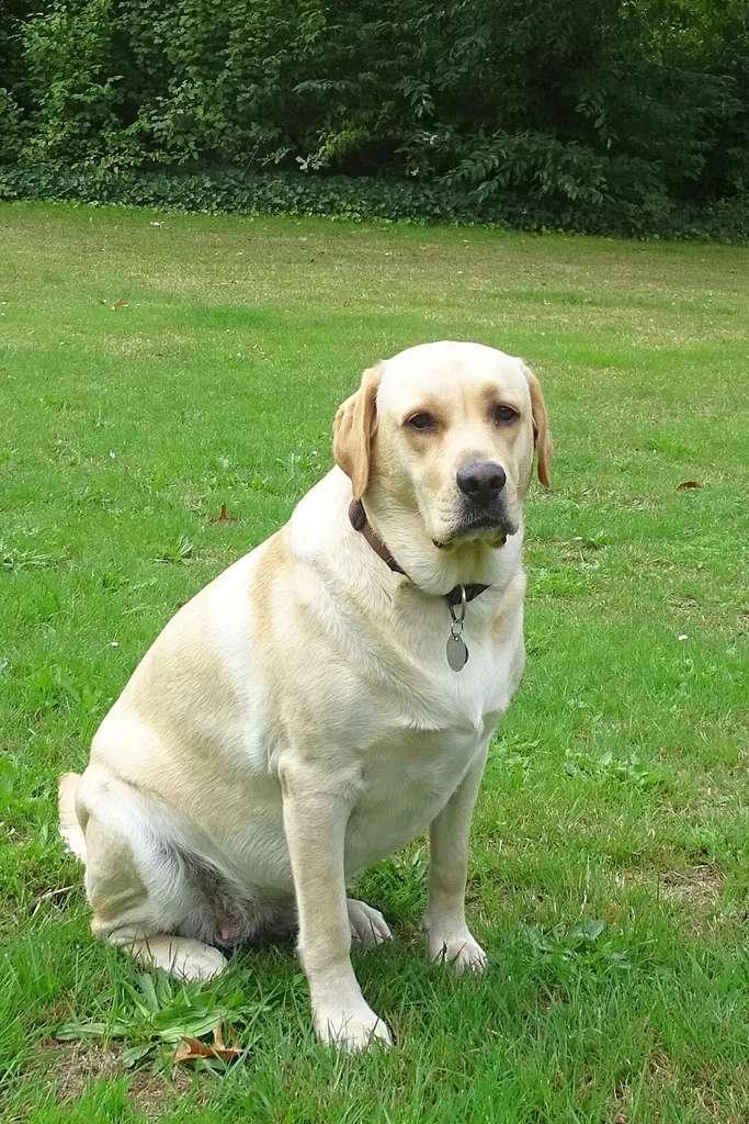 Labrador Retriever