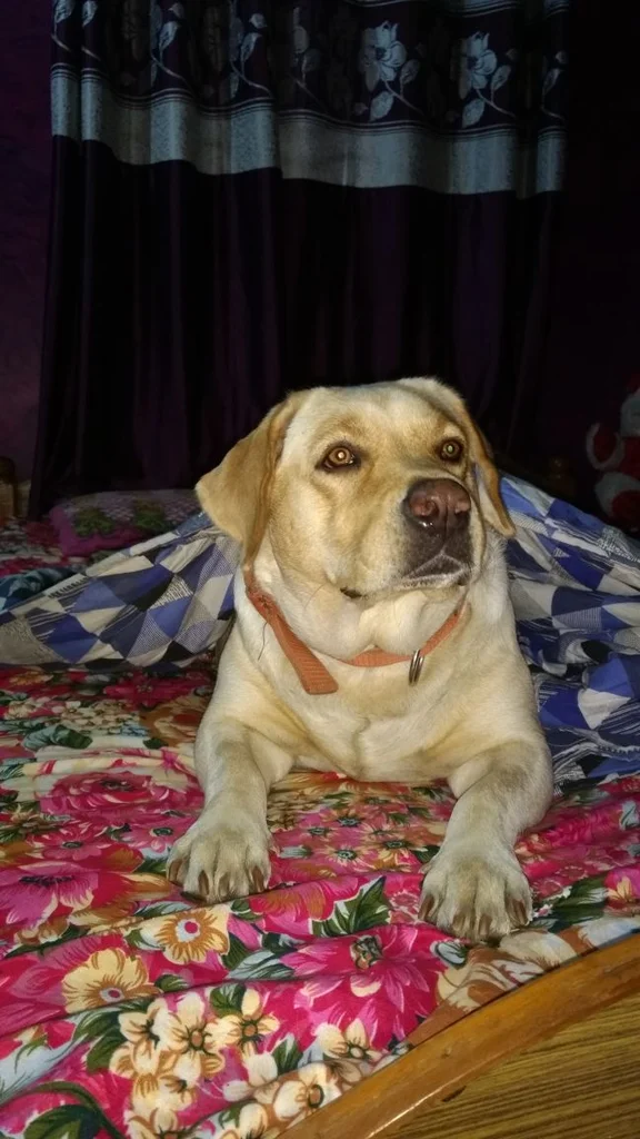 Labrador Retriever