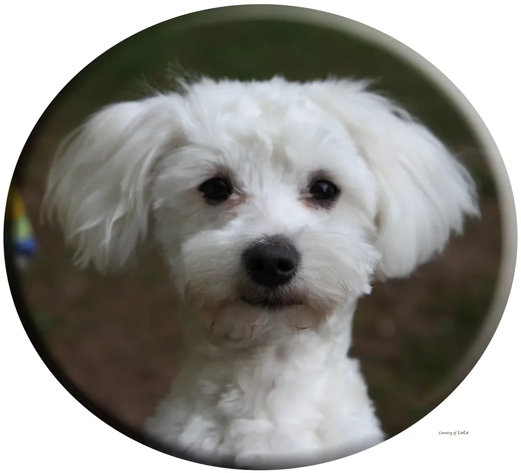 Maltese