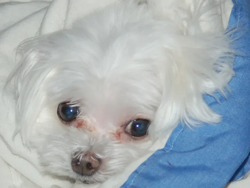 Maltese