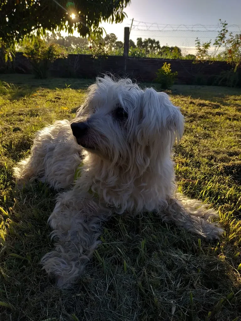 Maltese
