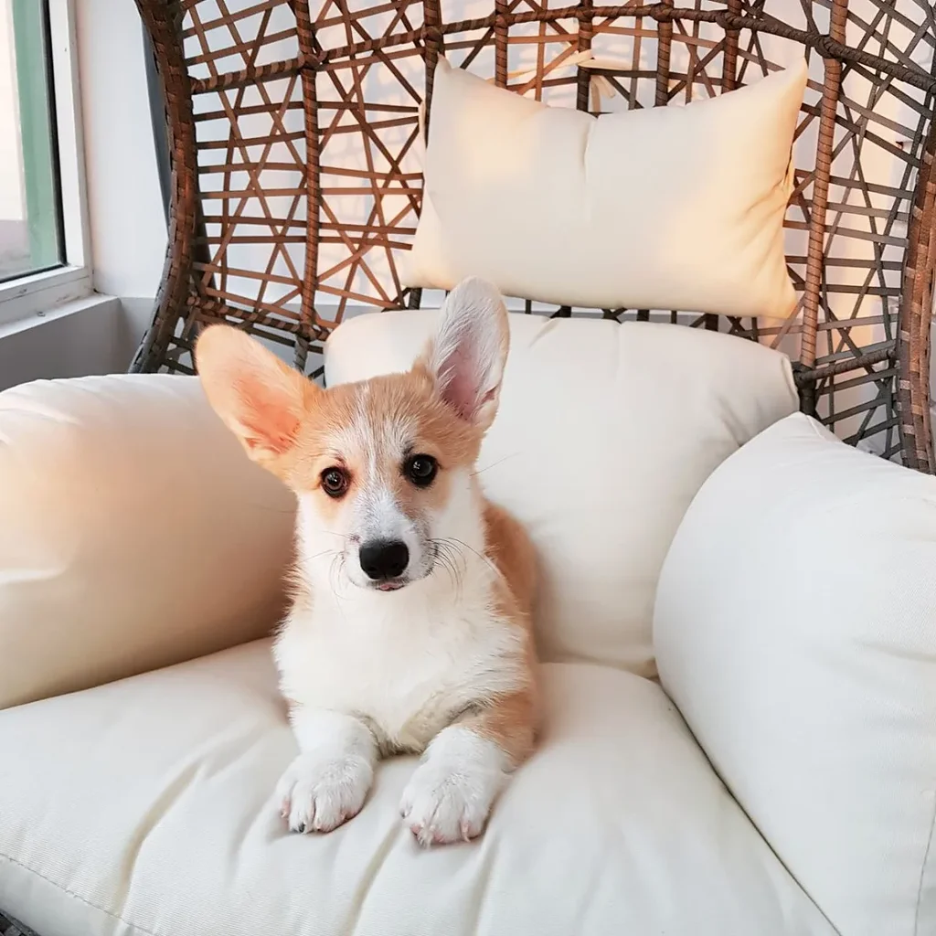 Pembroke Welsh Corgi