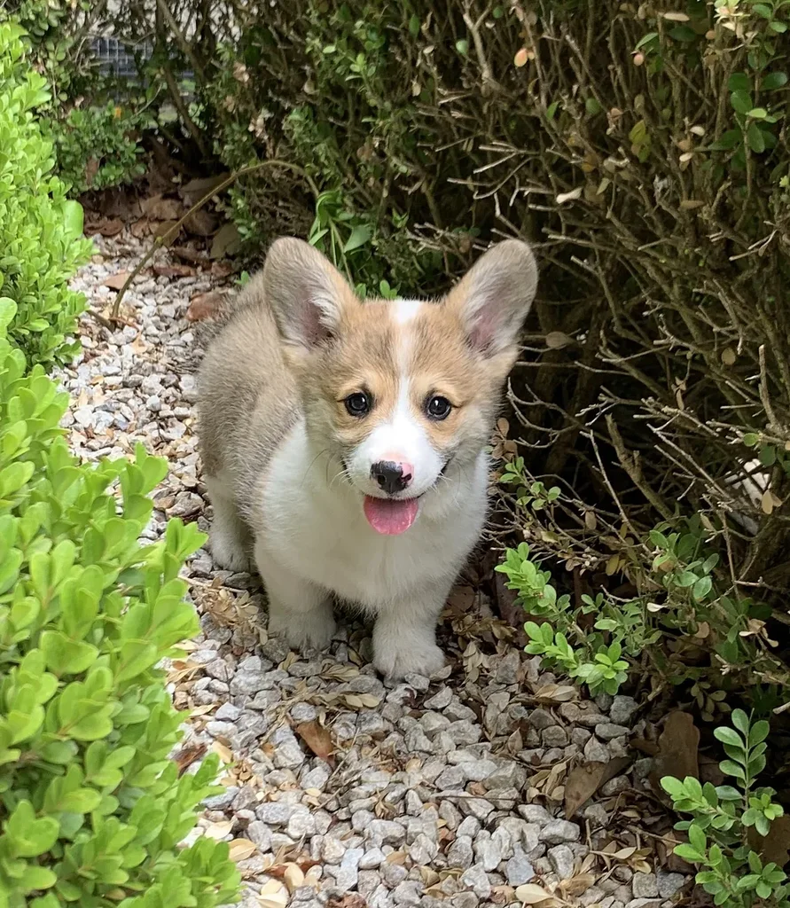 Pembroke Welsh Corgi