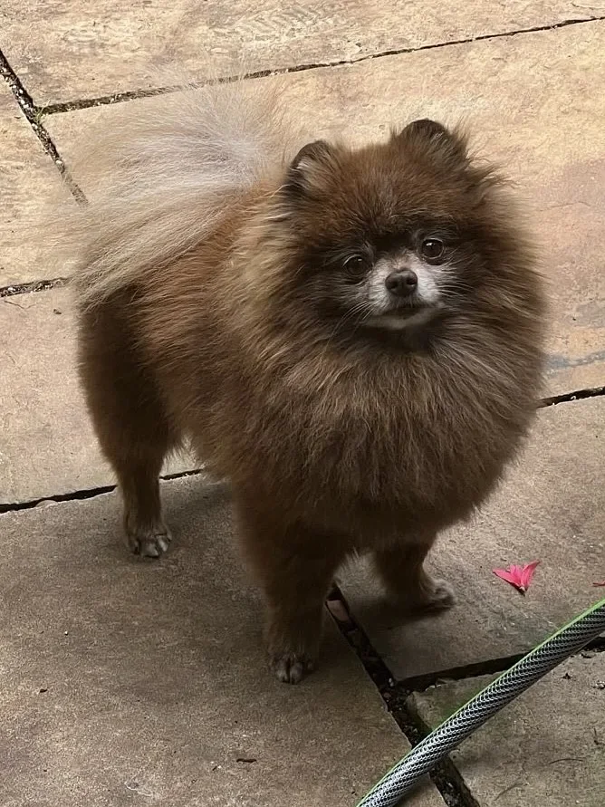 Pomeranian