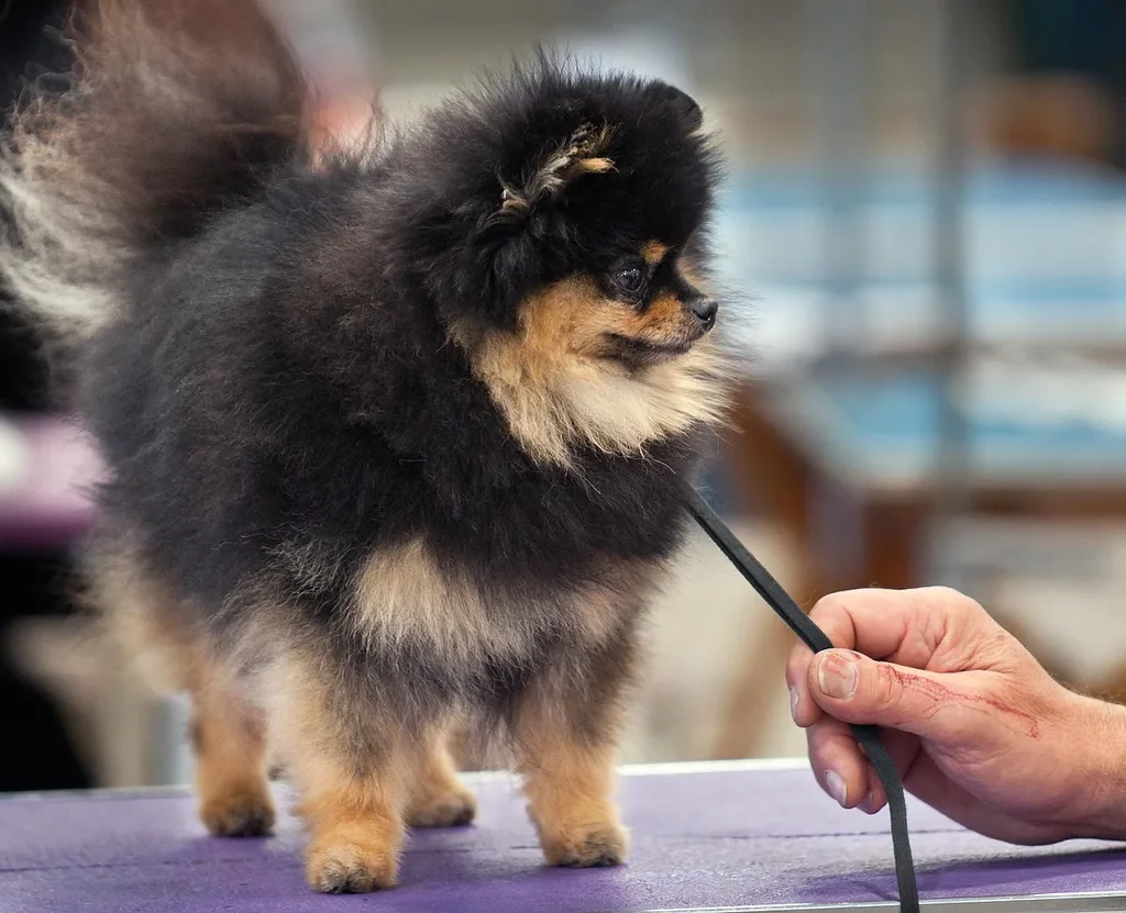 Pomeranian