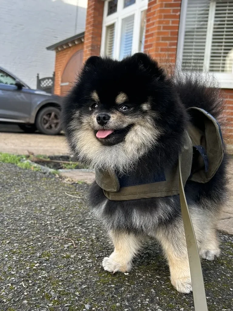 Pomeranian