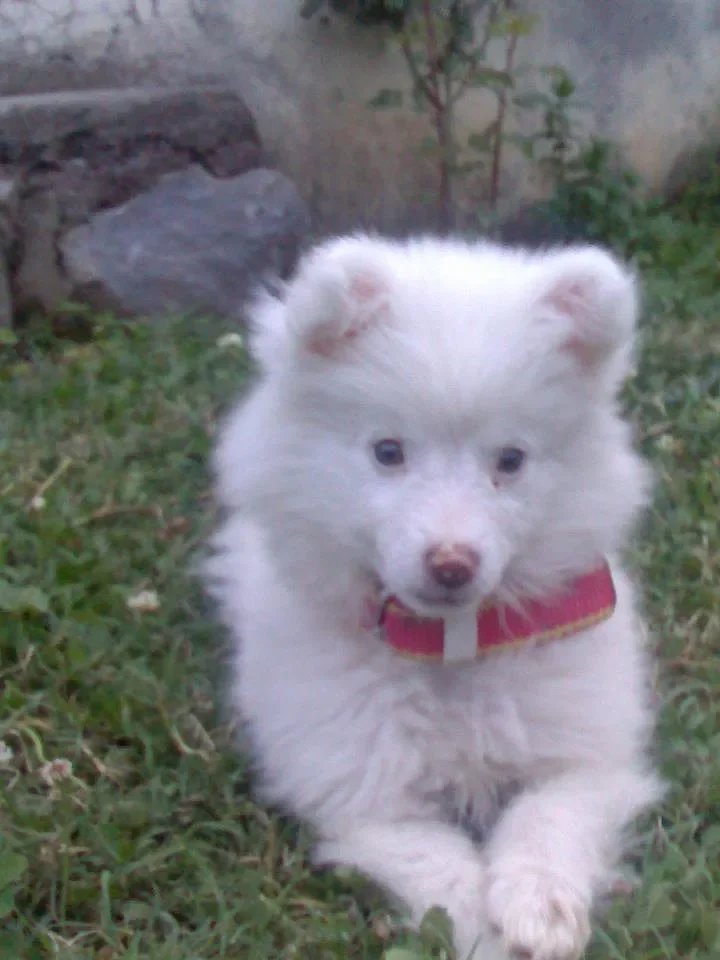 Pomeranian