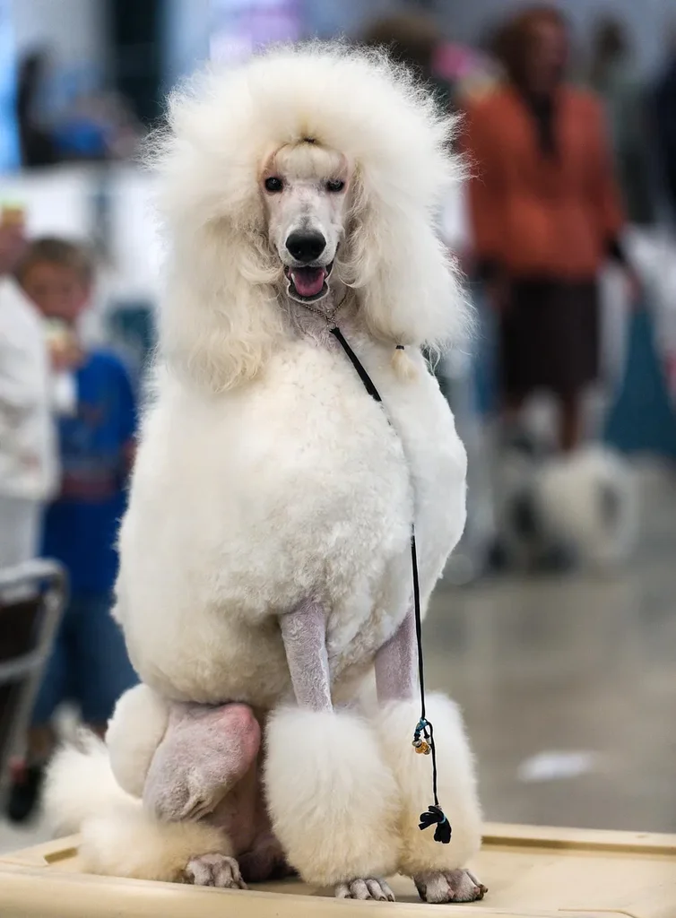 Standard Poodle