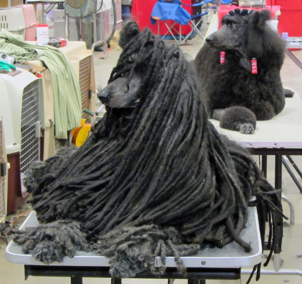 Standard Poodle