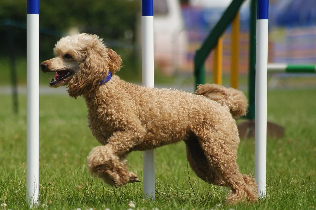 Standard Poodle