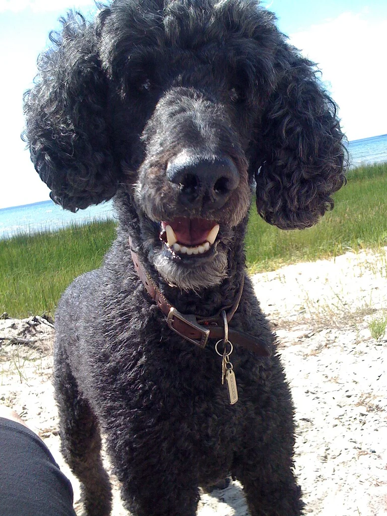 Standard Poodle