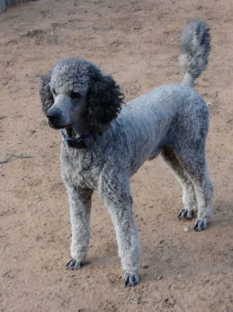 Standard Poodle