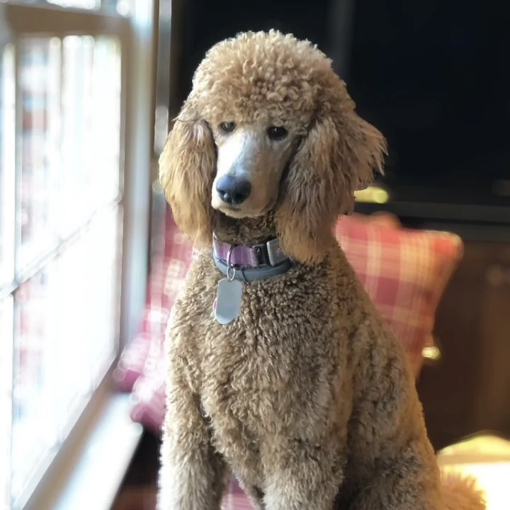 Standard Poodle