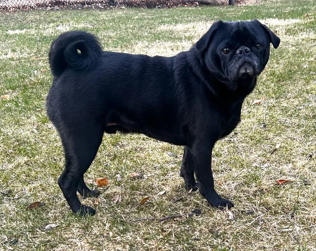 Pug