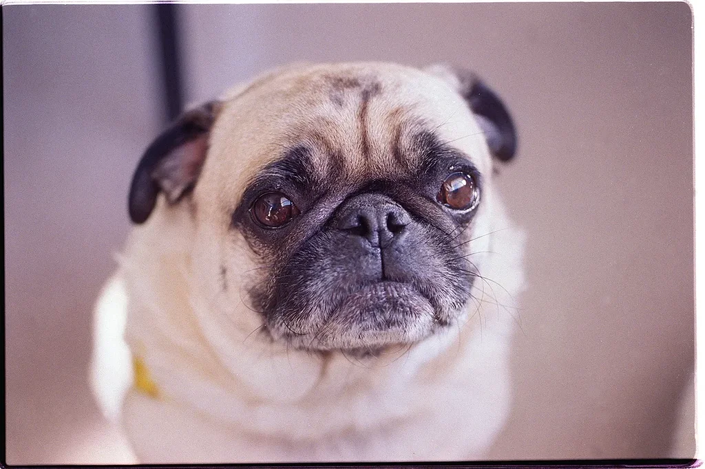 Pug