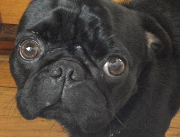 Pug