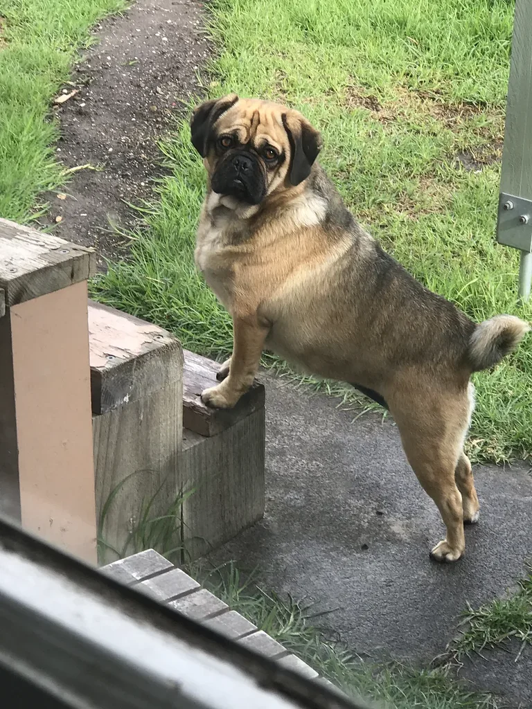 Pug