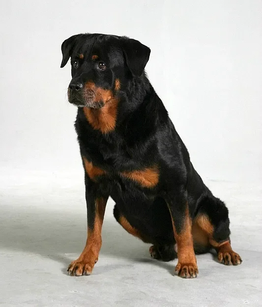 Rottweiler