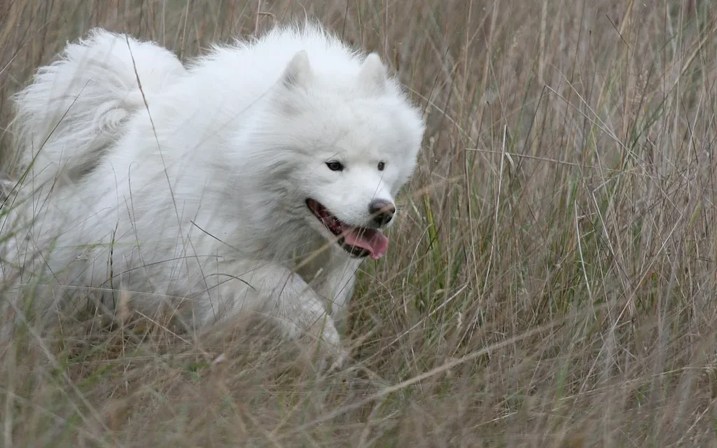 Samoyed