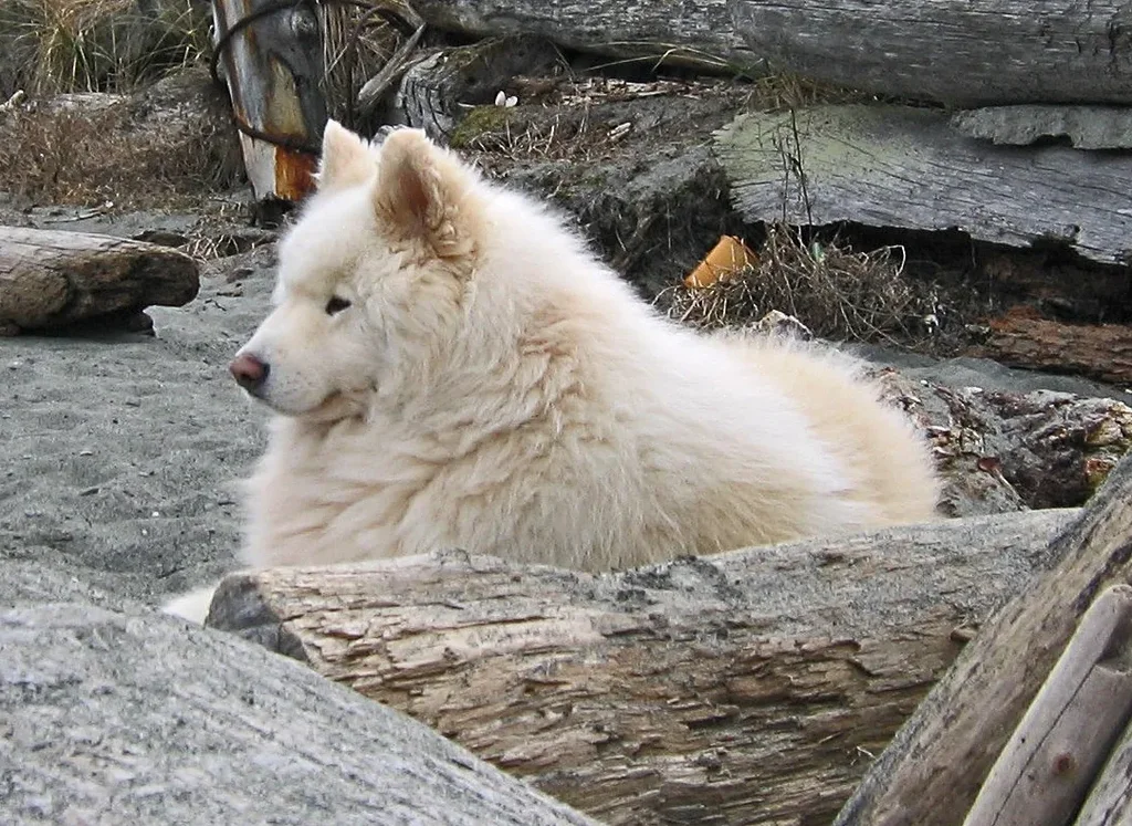 Samoyed