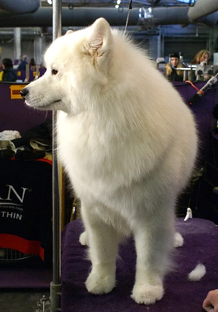 Samoyed