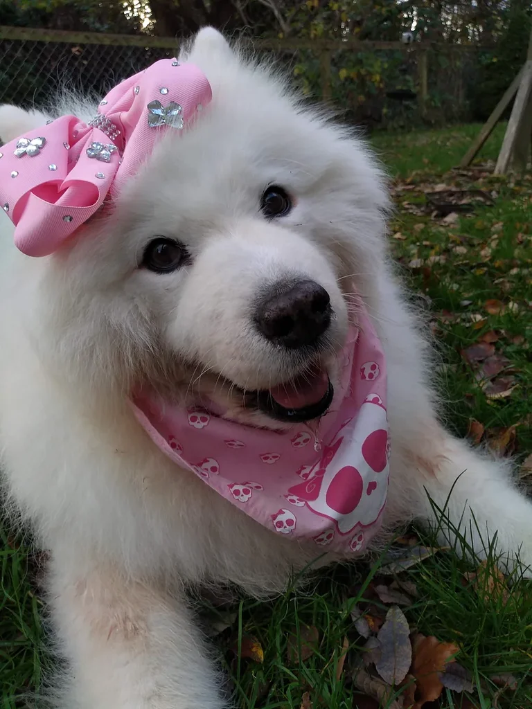 Samoyed