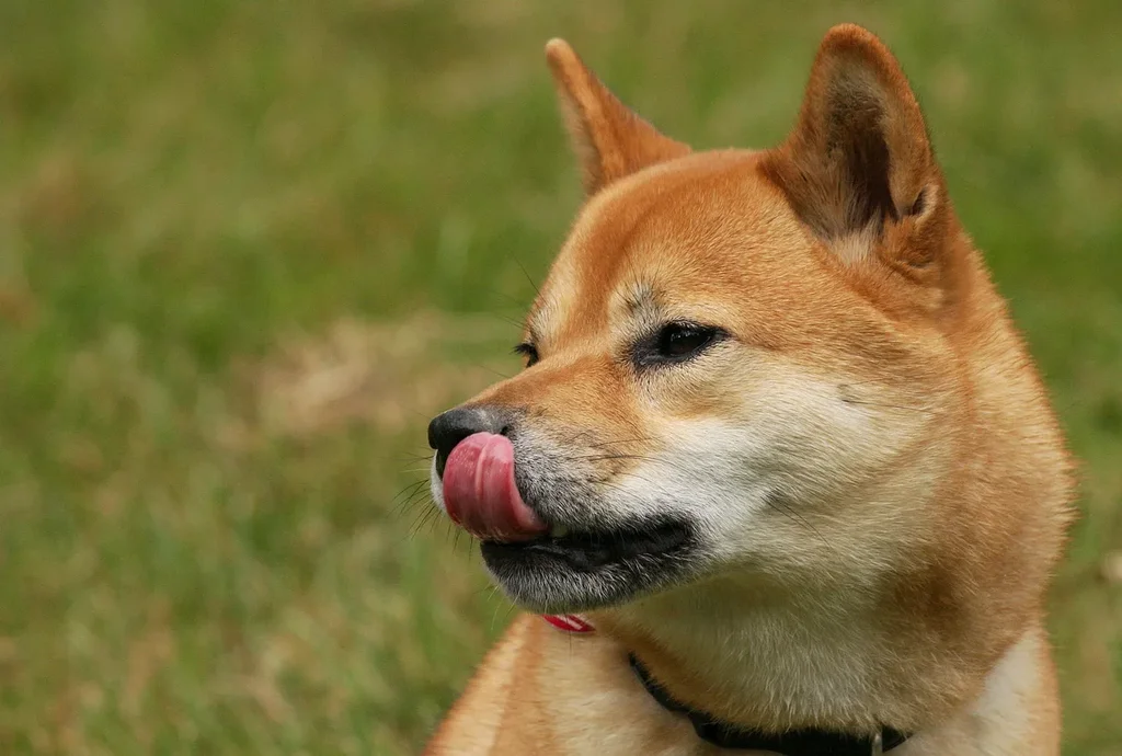 Shiba Inu
