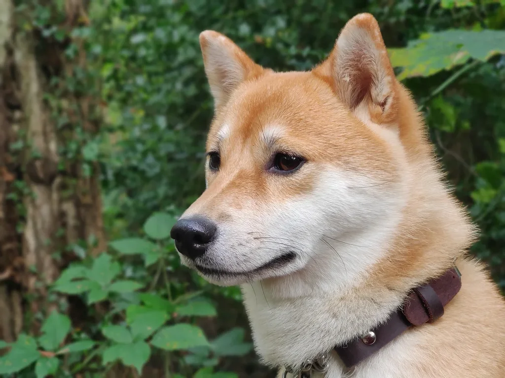 Shiba Inu