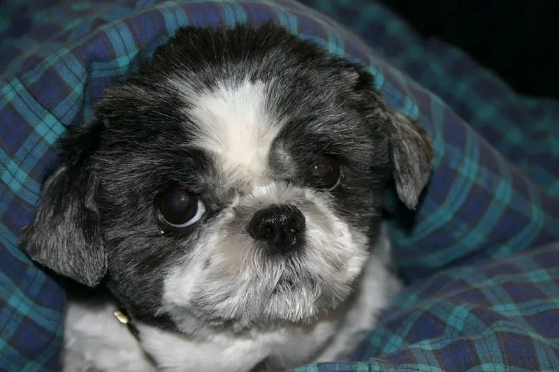 Shih Tzu